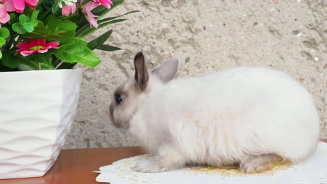 conejo de pascua cerca de la corona de primavera. pequeño conejo enano sentado cerca de las flores. resolución 4k.