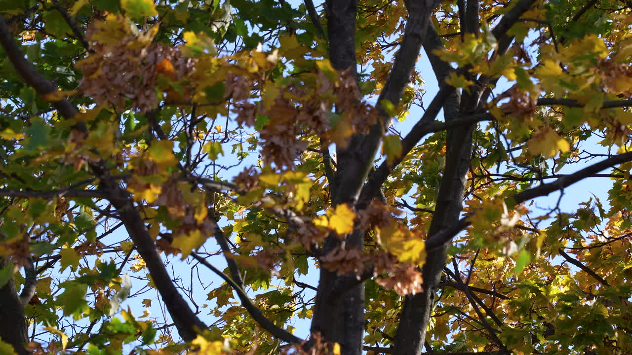 Aerial view of tree branches full of colorful autumn leaves illuminated by sunlight