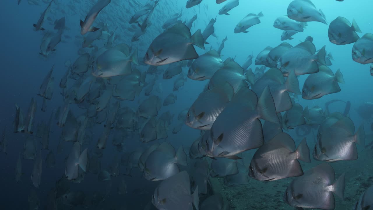 A large school of fish species cover the wreck of the ex-navy ship HMAS Tobruk as scuba divers swim and explore the underwater sunken boat