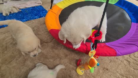 Golden-Retriever-Puppy-Steadily-Walking-On-Round-Hammock-Swinging-Back-And-Forth