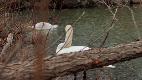 disparo en cámara lenta de cisnes nadando en un pequeño cuerpo de agua, limpiándose y buscando comida