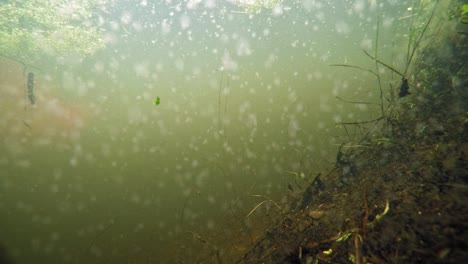 Tadpoles-In-Lake