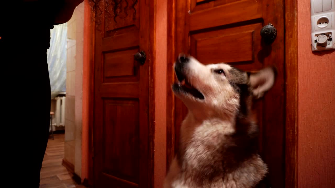 큰 털이 많은 장난스러운 개 말라무트