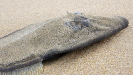 dead leatherjacket fish washed up on an australian ocean beach