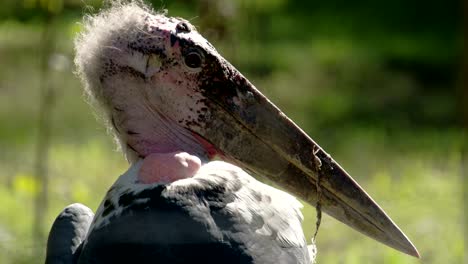 the marabou stork with its long ang big beak