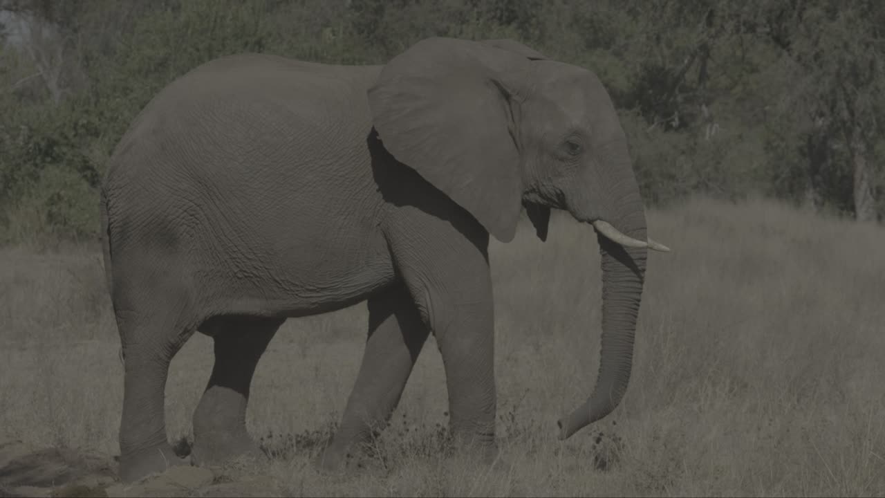 코끼리가 뒤집어가고 있습니다.