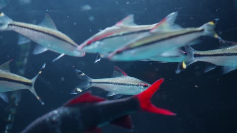 Denison-Barb-Beim-Schwimmen-Im-Goldfischglas