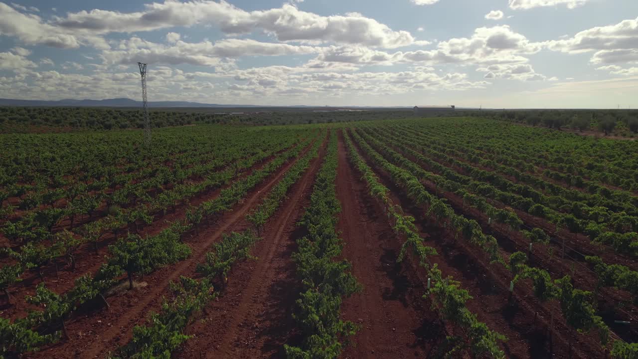 toma aérea reveladora de un campo de olivos