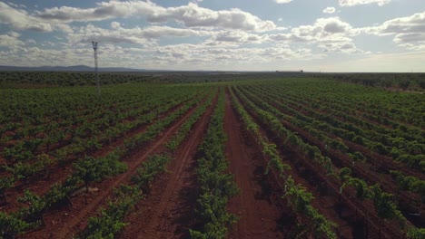 aerial revealing shot of a field of olive trees