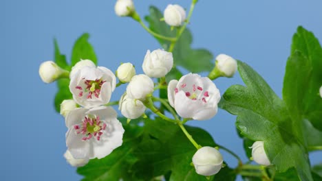 macro time lapse hawthorn tree flowers opening on blue screen