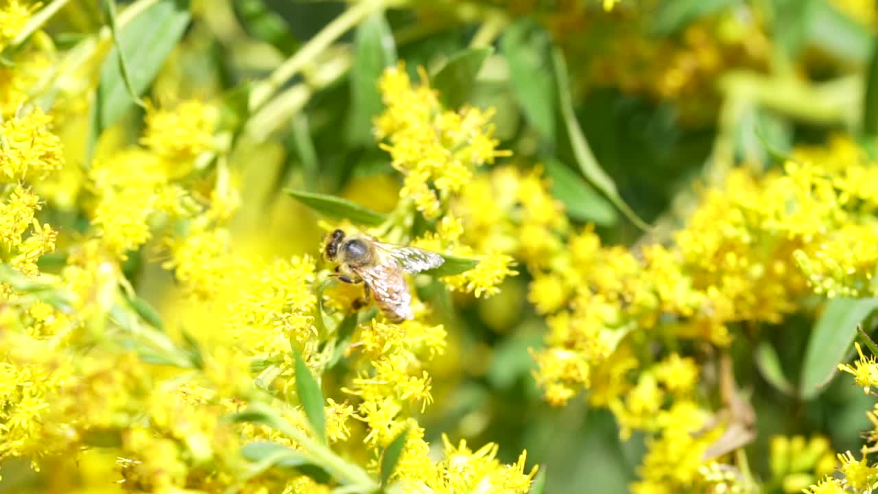 슬로우 모션 hd에서 노란색 꽃에 꽃가루를 수집하는 꿀벌