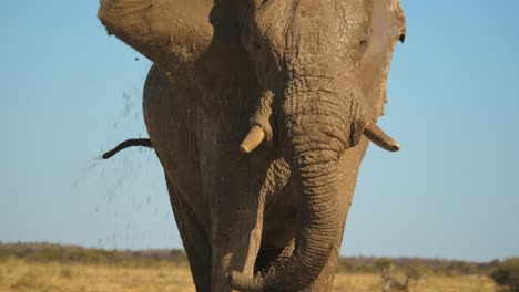 toma en cámara lenta de un elefante africano que tiene una ducha de barro para refrescarse bajo el sol africano caliente