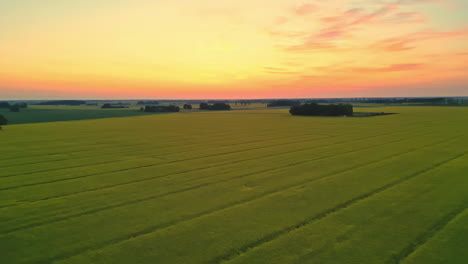 aerial drone shot flying over endless green agricultural field on a spring evening after sunset