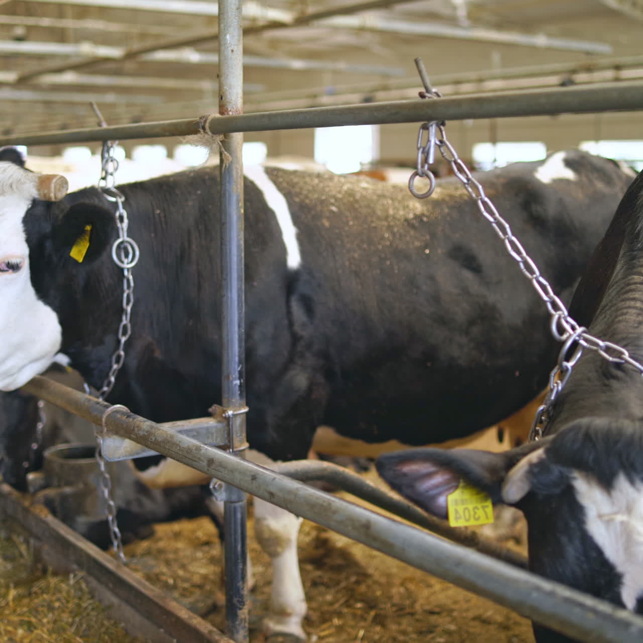 Cows in a modern farm barn. Dairy cows stay in a row indoors. Some cows eating hay.