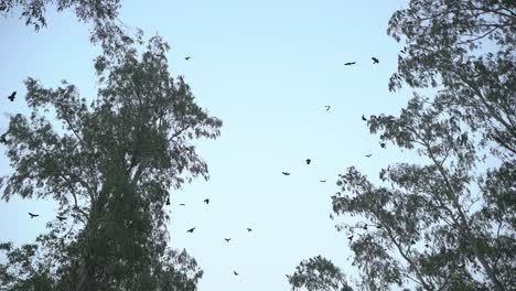por la tarde los pájaros regresan a sus hogares