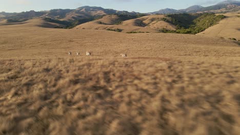 Aerial-footage-of-a-herd-of-Zebras-galloping-on-safari