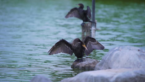plano medio de dos grandes cormoranes posados sobre rocas en el agua limpiando las plumas