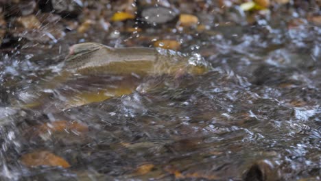 slow motion medium shot of salmon spawning in british columbia