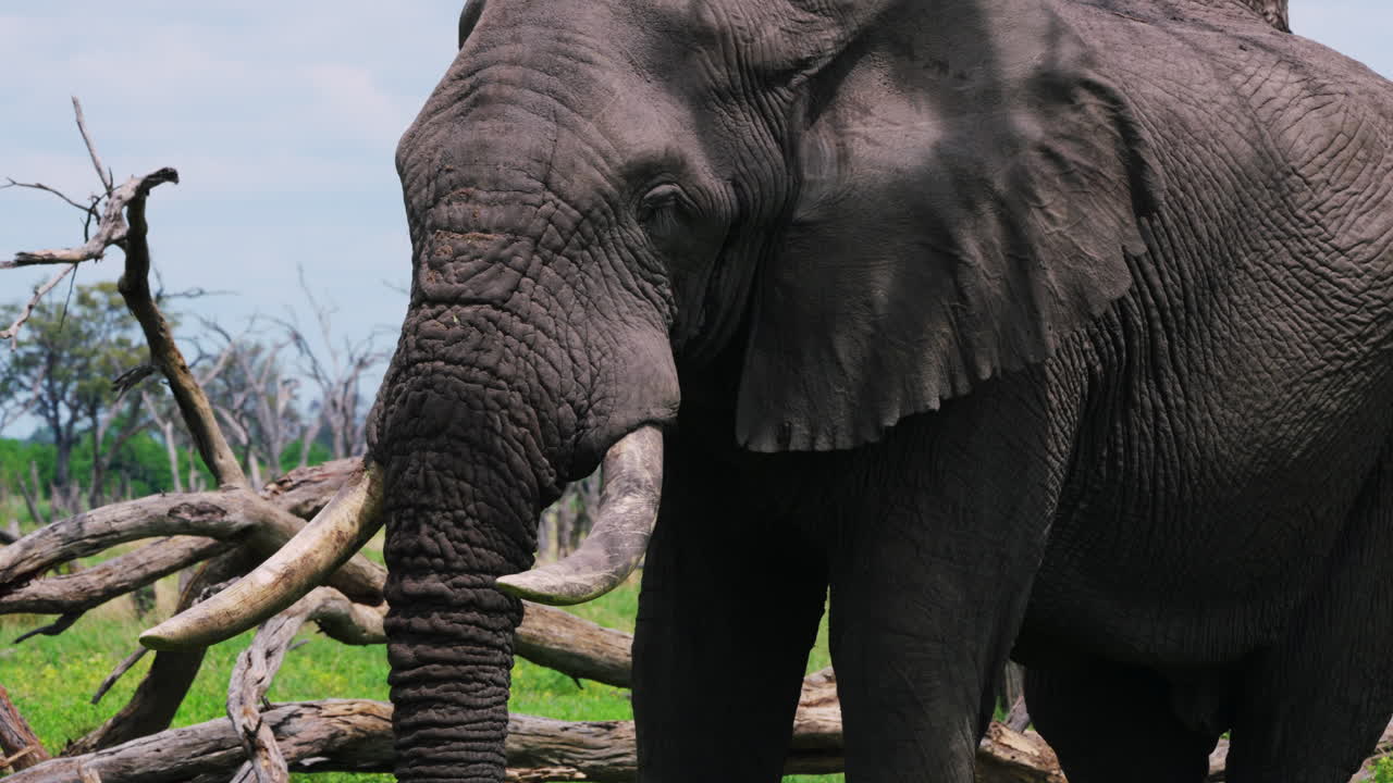 Close Up Of A Magnificent Elephant Flipping Its Ears To Cool Down In The Heat Of Khwai Game Reserve, Botswana.