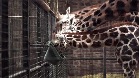 wide-view-of-three-giraffes-eating-in-the-wildlife-park-at-Chester-Zoo,-UK