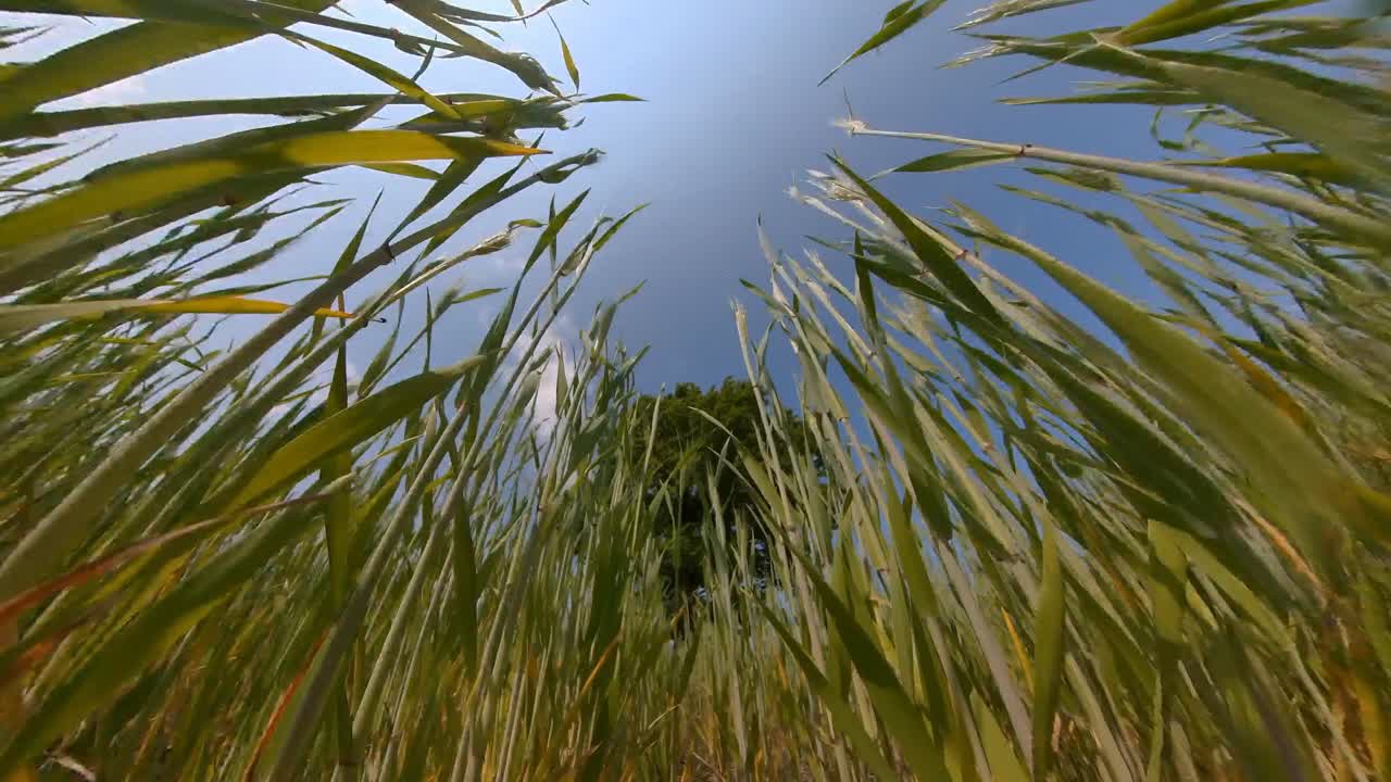 Zeitlupenaufnahme auf einen Baum in einem landwirtschaftlichen Feld an einem sonnigen Sommertag