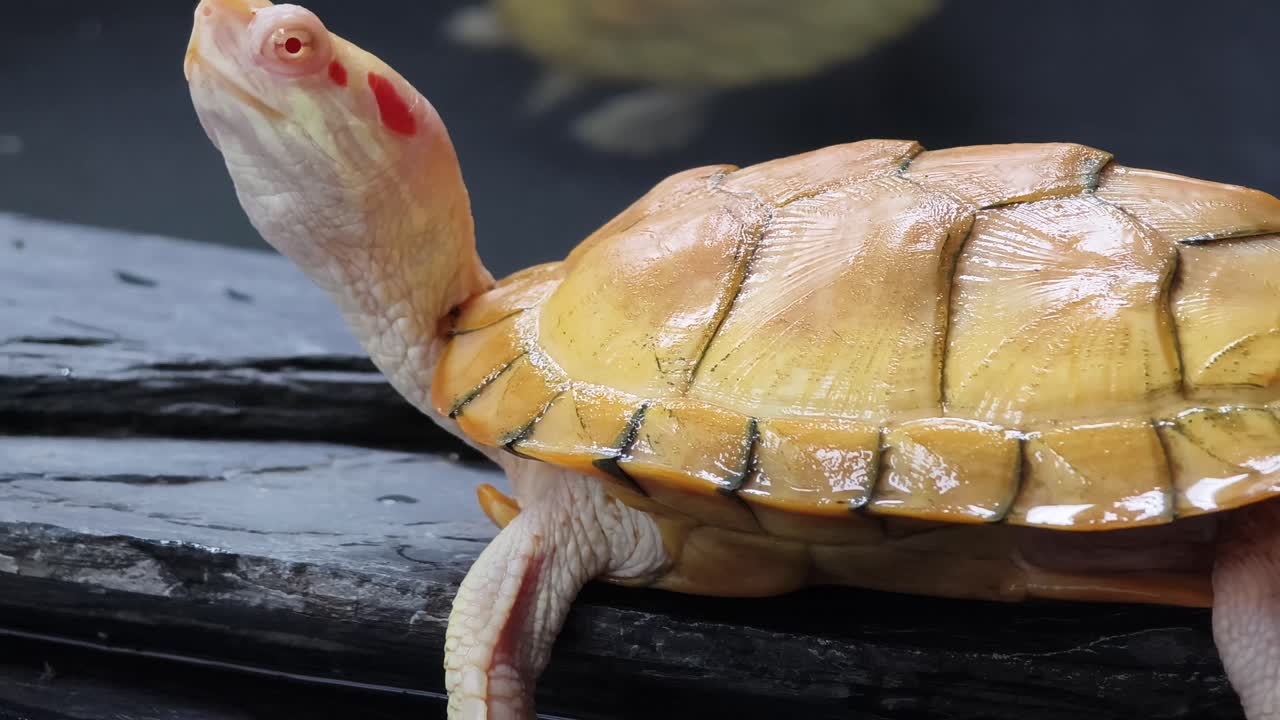 Albino Red-eared Slider Turtle
