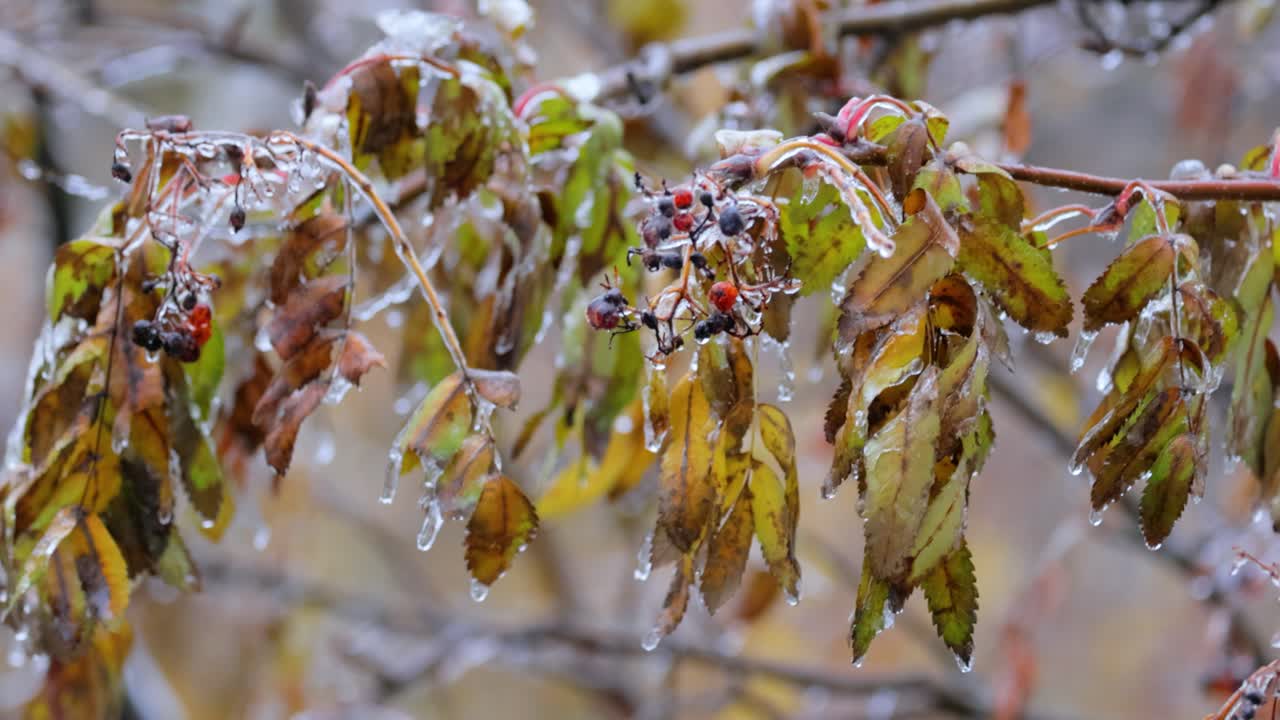 Leaves and branches of the tree froze during the first morning frost in late autumn.