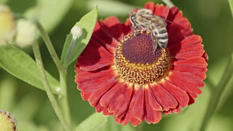 super close-up of a bee collecting nectar from the pistil of a flower