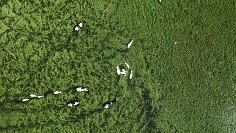 Tiro-De-Dron-De-Vacas-Y-Ovejas-Caminando-Sobre-El-Lago-Rodeado-De-Juncos-Verdes