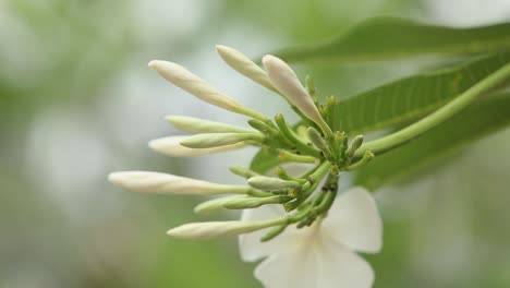 泰國南部的 plumeria 花