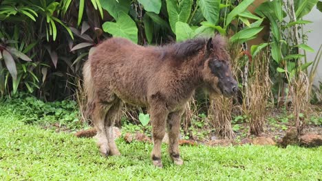 small brown pony in a garden