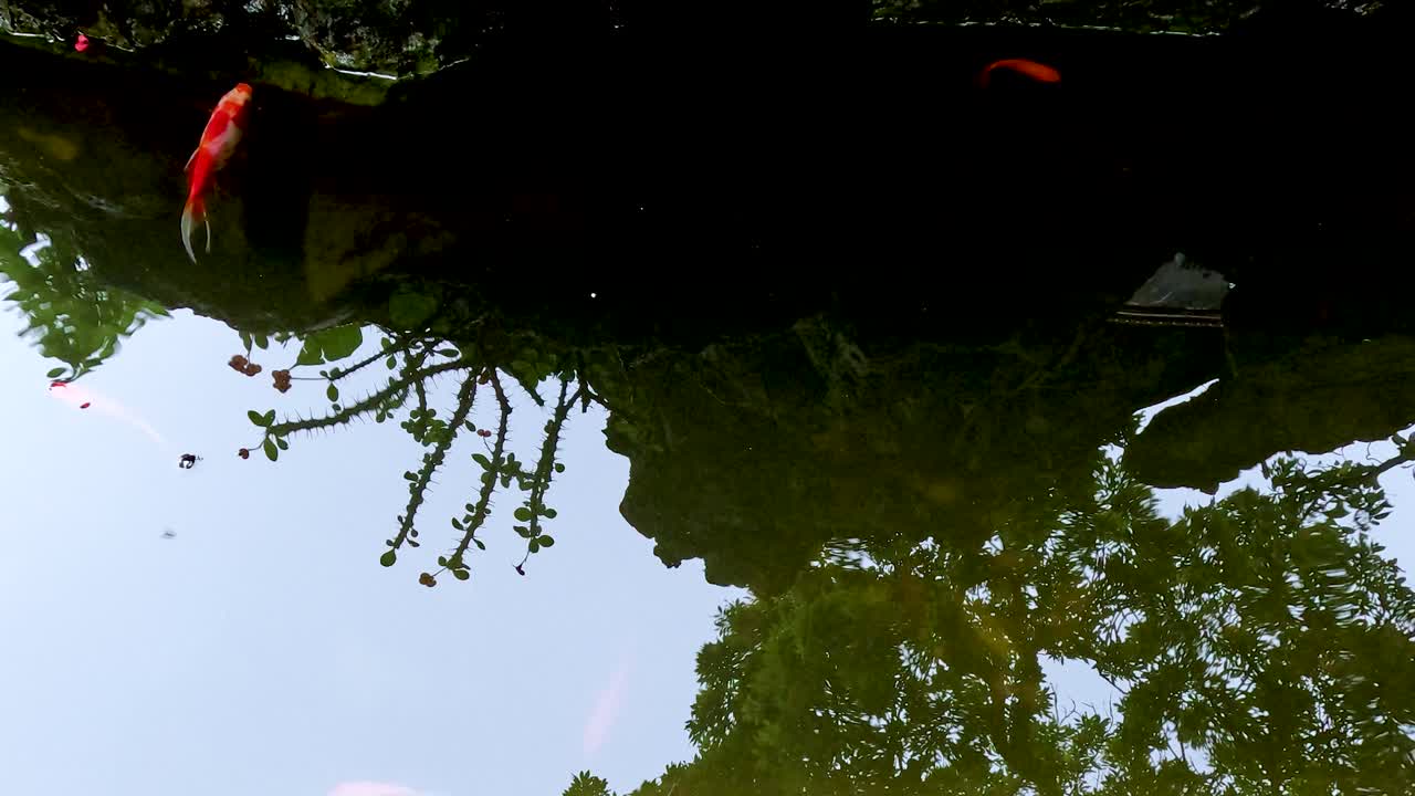 화려 한 연못 에서 수영 하는 다채로운 코이 물고기