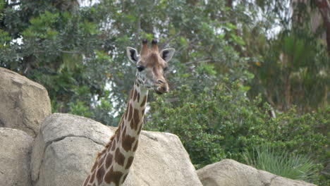 jirafa en el zoológico