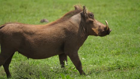 Right-profile-of-African-Warthog-with-large-tusks-attentive-on-savanna