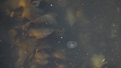 small white jellyfish floating in shallow murky uk sea water over brown seaweed