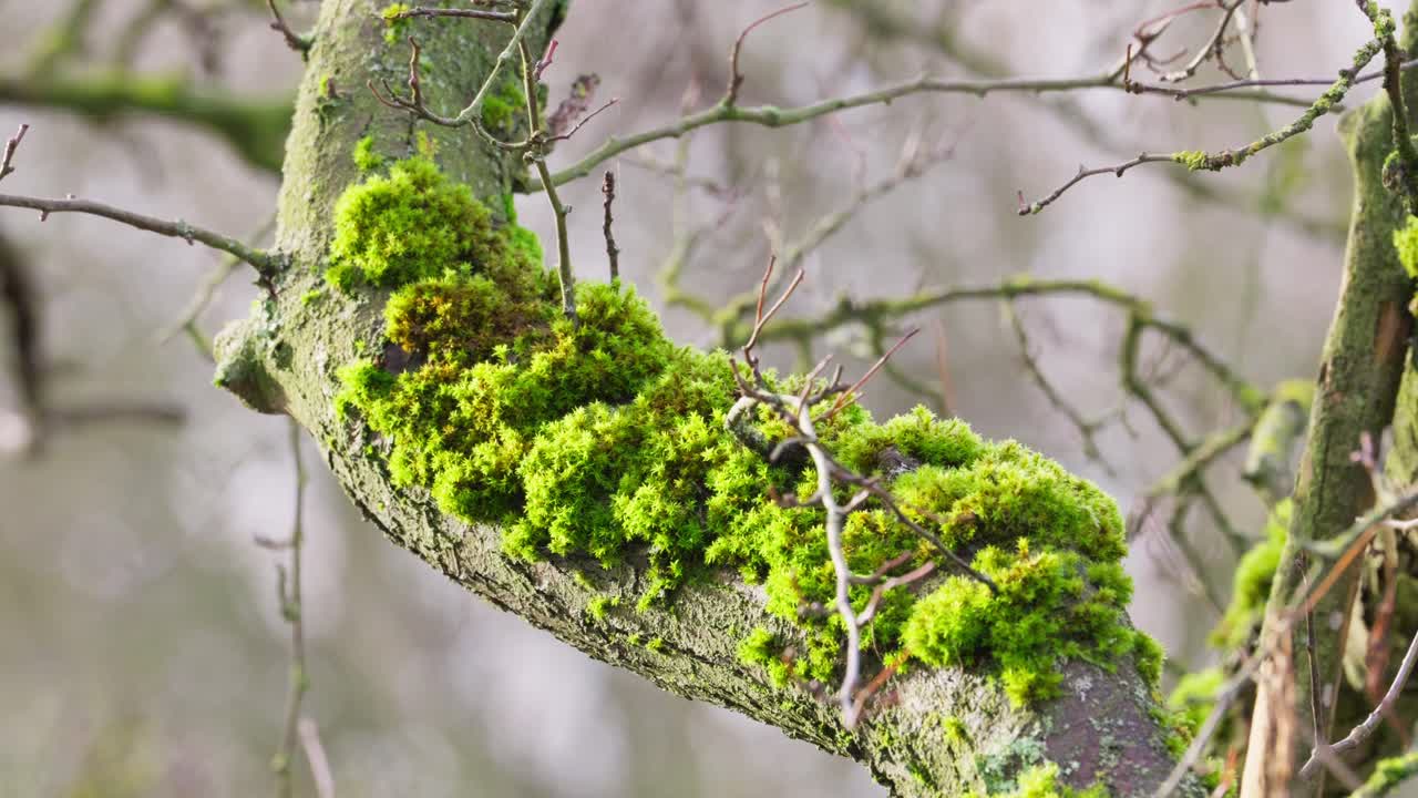 лесные виды высокого дерева, покрытого мхом