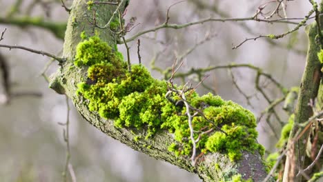 woodland views of a tall tree covered in moss