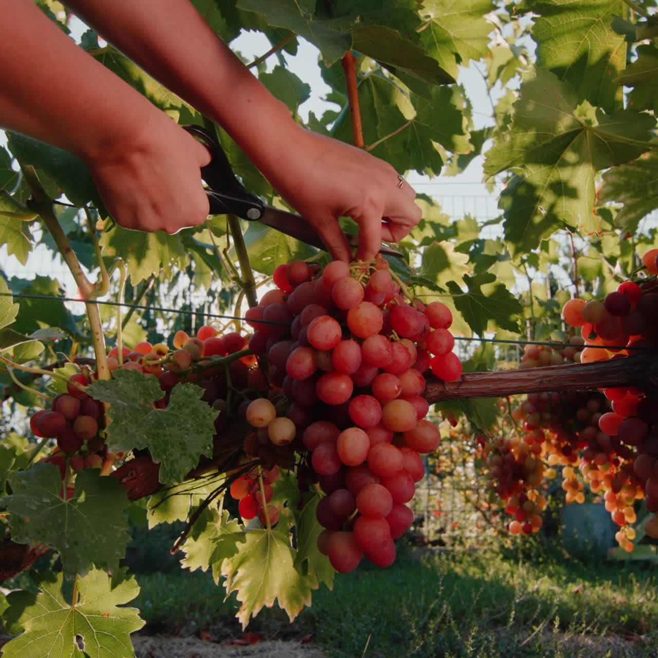 농부는 포도나무에서 많은 포도송이를 자른다