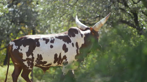 un cuerno largo de texas camina alrededor de una reserva de vida silvestre en cámara lenta