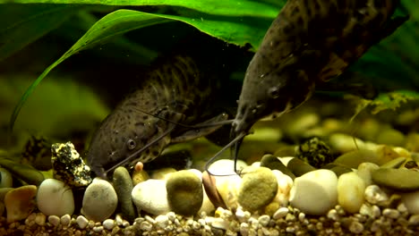 spotty decorative catfish feed in the aquarium.