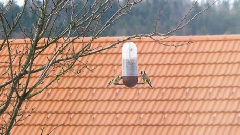 Two-Goldfinch-birds-carduelis-carduelis-feeding-off-bird-feeder-sitting-on-a-tree-and-flying-off