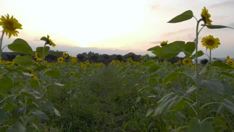 Vuelo-De-Drones-De-ángulo-Bajo-A-Través-De-Estrechas-Filas-De-Girasoles-Al-Atardecer,-Subiendo-Hacia-La-Carretera-Con-Camiones