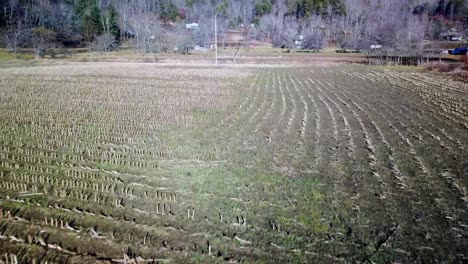 aerial fast flyover cut corn field