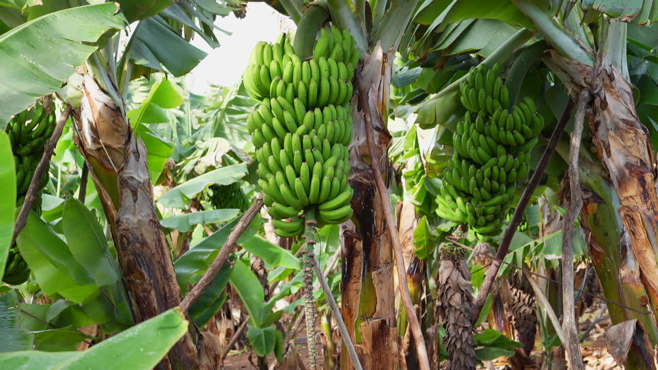 Immature green banana bunch and flower hanging on a tree in a tropical plantation in Canary Islands