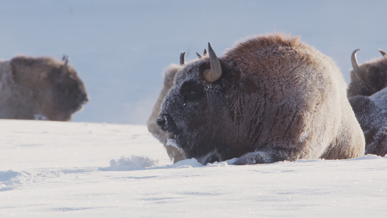 una toma de telefoto de bajo ángulo de un bisonte europeo acostado en la nieve de invierno masticando carne