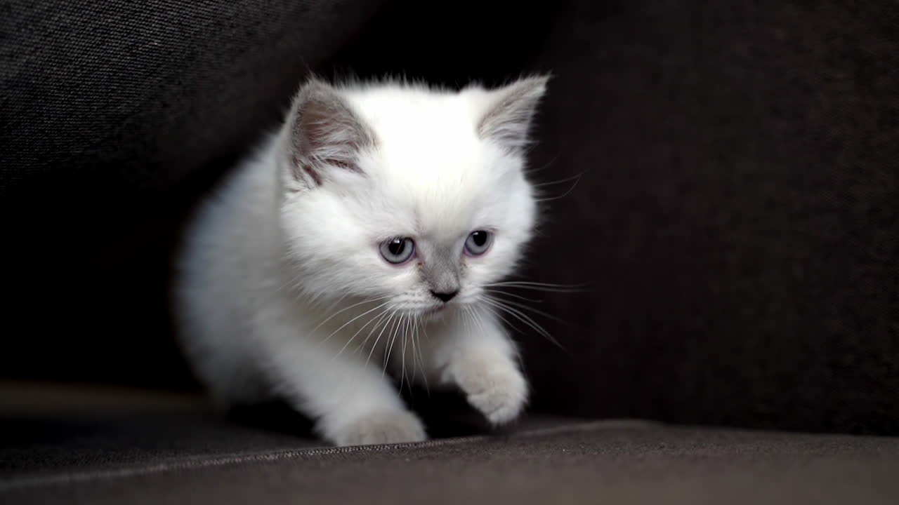 Young playful cat on bed. Adorable cat relaxing on the sofa at home