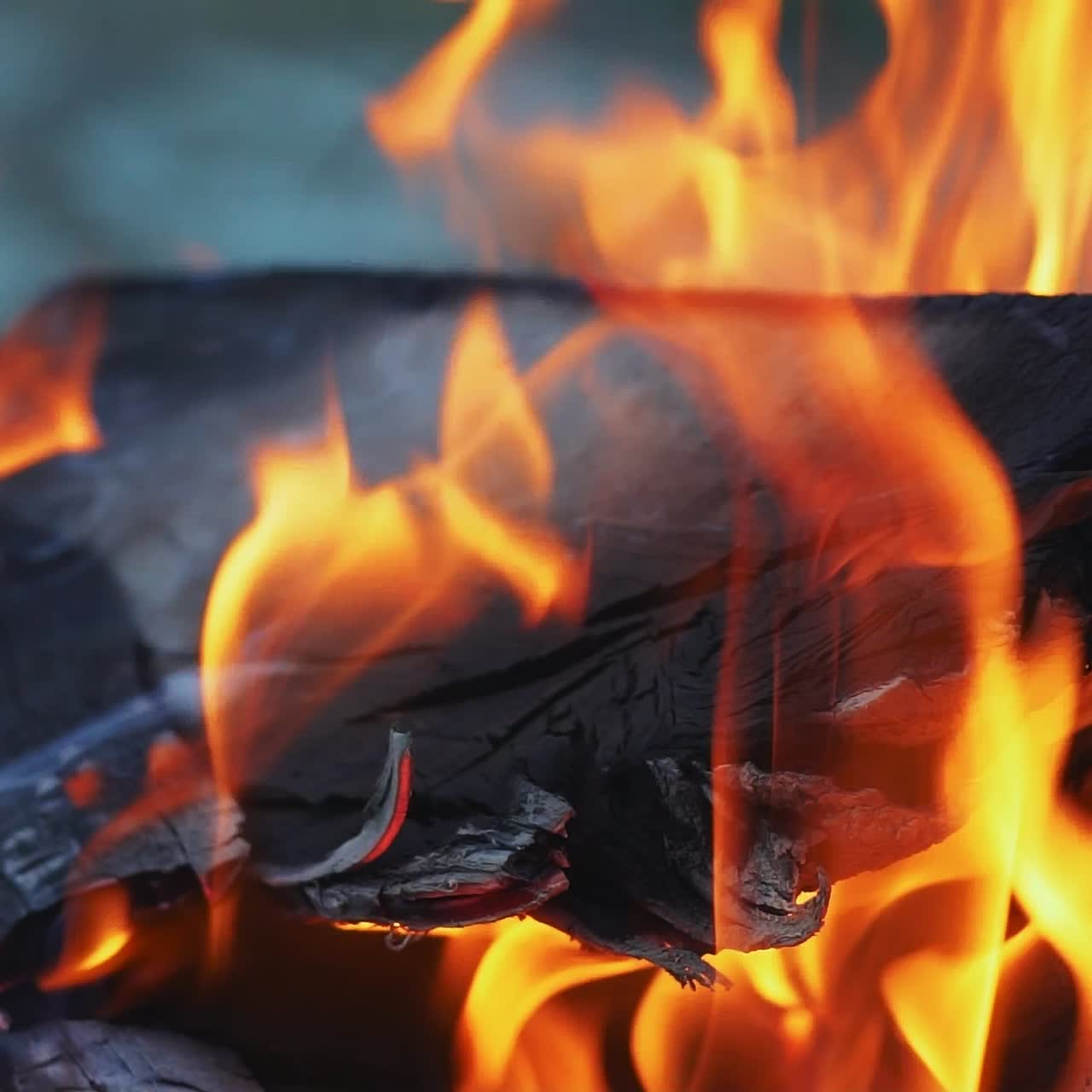 Slow motion tree burning in flame. Woods fire