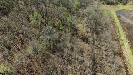 los árboles caen en el bosque en el área de manejo de vida silvestre de bell slough en arkansas