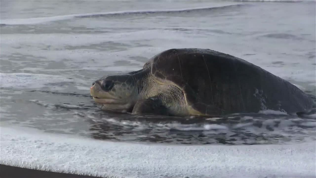 морская черепаха оливкового ридли пробирается сквозь прибой, чтобы отложить яйца