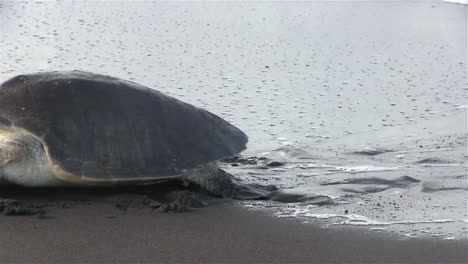 olive ridley sea turtle struggles through the surf to lay eggs